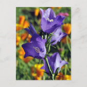 Carte Postale Fleur de Harebell violette (Devant)