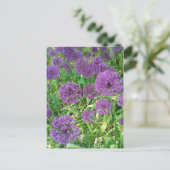 Carte Postale Fleur de jardin violet Alliums (Debout devant)