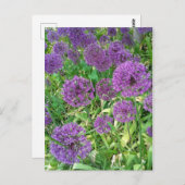 Carte Postale Fleur de jardin violet Alliums (Devant / Derrière)