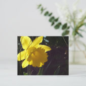 Carte Postale fleur de jonquille jaune au soleil (Debout devant)