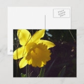 Carte Postale fleur de jonquille jaune au soleil (Devant / Derrière)