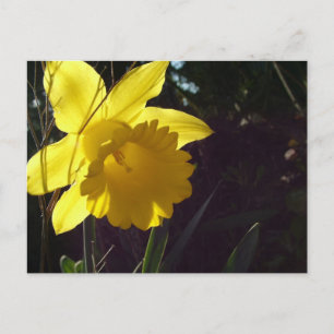 Carte Postale fleur de jonquille jaune au soleil