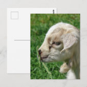 Carte Postale Fleur de la chèvre (Devant / Derrière)