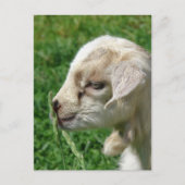 Carte Postale Fleur de la chèvre (Devant)