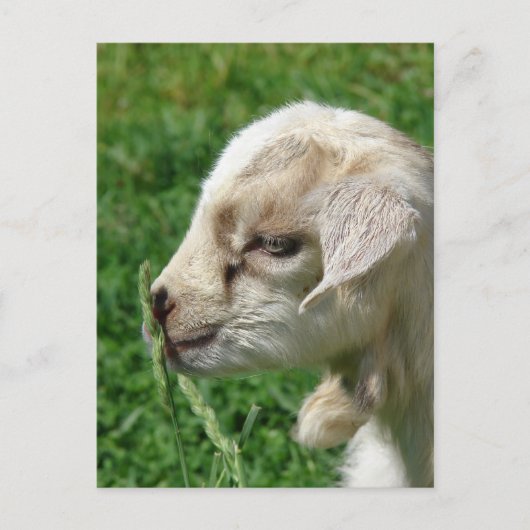 Carte Postale Fleur de la chèvre (Devant)