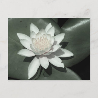 Carte Postale fleur de laine d'eau rose clair