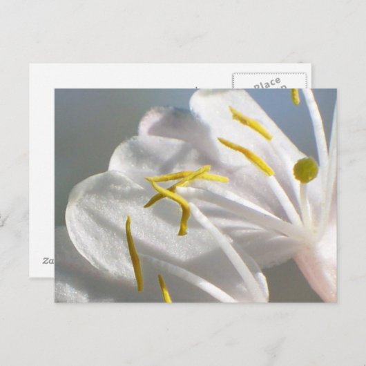 Carte postale Fleur de lait (Devant / Derrière)