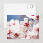 Carte Postale Fleur de l'amandier (Devant / Derrière)
