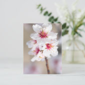 Carte Postale Fleur de l'amandier (Debout devant)