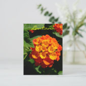 Carte Postale Fleur de Lantana (Debout devant)