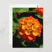Carte Postale Fleur de Lantana (Devant / Derrière)