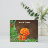 Carte Postale Fleur de lantane orange vibre (Debout devant)