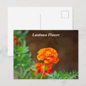 Carte Postale Fleur de lantane orange vibre (Devant / Derrière)