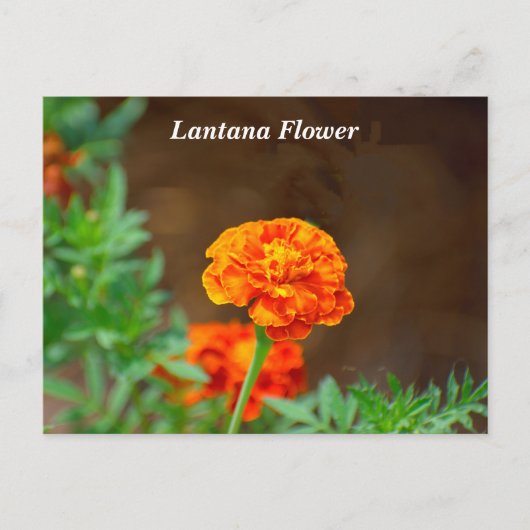 Carte Postale Fleur de lantane orange vibre (Devant)