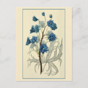 Carte Postale Fleur de Larkspur bleu vintage