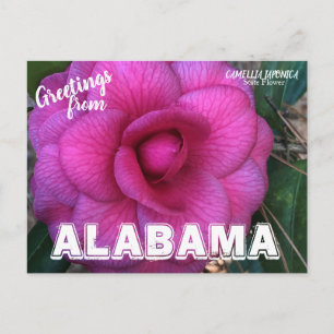 Carte Postale Fleur de l'état de l'Alabama, Camellia Postcard