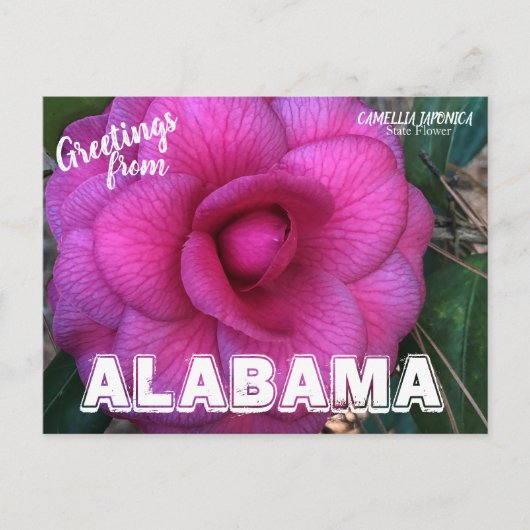 Carte Postale Fleur de l'état de l'Alabama, Camellia Postcard (Devant)