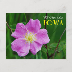 Carte Postale Fleur de l'État de l'Iowa : Rose Wild Prairie