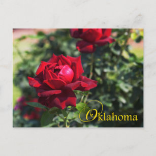 Carte Postale Fleur de l'État de l'Oklahoma : Rose de l'Oklahoma