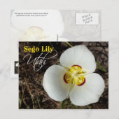 Carte Postale Fleur de l'État de l'Utah : Sego Lily (Devant / Derrière)