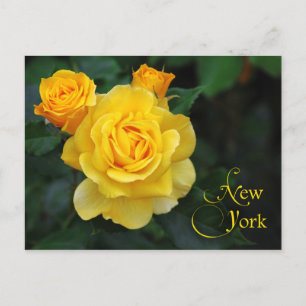 Carte Postale Fleur de l'État de New York : Rose
