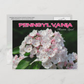 Carte Postale Fleur de l'État de Pennsylvanie : Mountain Laurel (Devant / Derrière)
