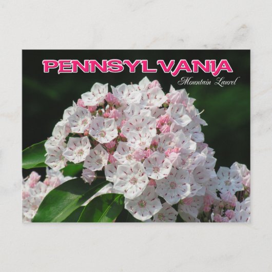 Carte Postale Fleur de l'État de Pennsylvanie : Mountain Laurel (Devant)