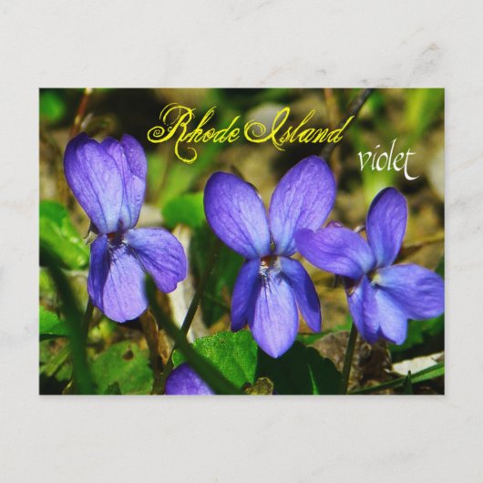 Carte Postale Fleur de l'État de Rhode Island : Violet (Devant)