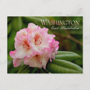 Carte Postale Fleur de l'État de Washington : Côte Rhododendron