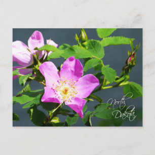 Carte Postale Fleur de l'État du Dakota du Nord : Rose sauvage d