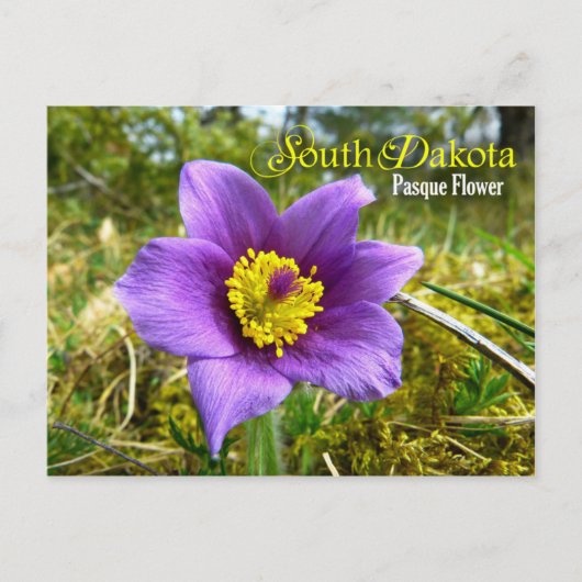 Carte Postale Fleur de l'État du Dakota du Sud : Fleur Pasque (Devant)