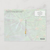 Carte Postale Fleur de l'État du Maine : cône et pompon de pin b (Dos)