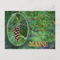 Fleur de l'État du Maine : cône et pompon de pin b