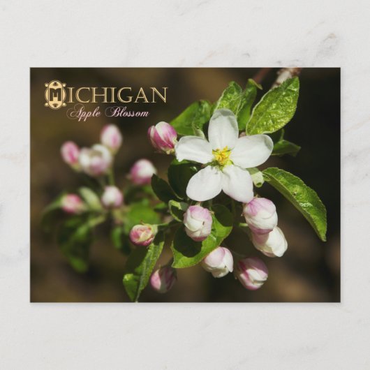 Carte Postale Fleur de l'État du Michigan : Apple Blossom (Devant)