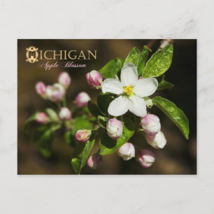 Carte Postale Fleur de l'État du Michigan : Fleur d'Apple