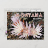 Carte Postale Fleur de l'état du Montana : Bitterroot (Devant / Derrière)