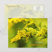 Carte Postale Fleur de l'État du Nebraska : Goldenrod (Devant / Derrière)