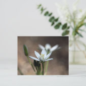 Carte Postale Fleur de l'étoile de Bethléem (Ornithogalum umbell (Debout devant)