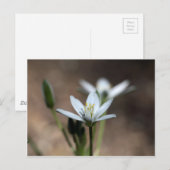 Carte Postale Fleur de l'étoile de Bethléem (Ornithogalum umbell (Devant / Derrière)