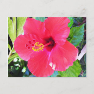 Carte Postale Fleur de l'Hibiscus rouge d'Hawaï