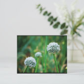 Carte Postale Fleur de l'oignon sauvage (Debout devant)