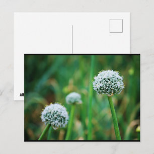 Carte Postale Fleur de l'oignon sauvage