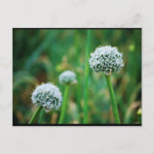 Carte Postale Fleur de l'oignon sauvage (Devant)