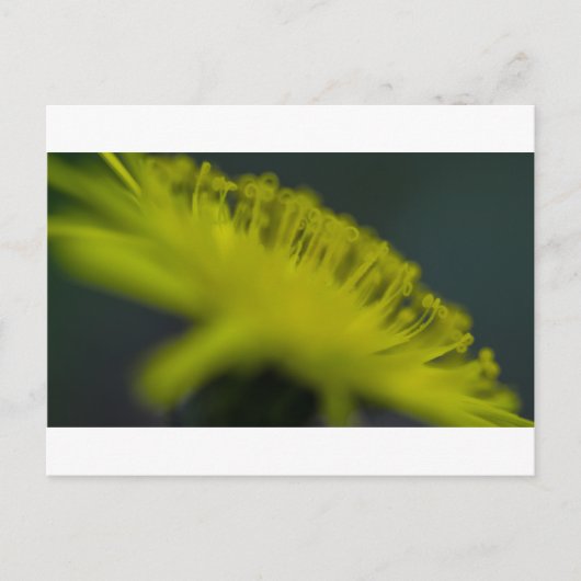 Carte Postale Fleur de l'oreille du chat (Devant)