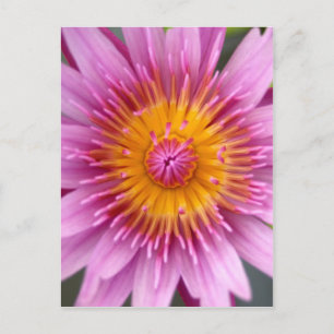 Carte Postale fleur de lotus