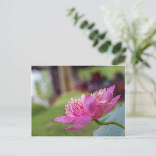 Carte Postale Fleur de lotus (Debout devant)