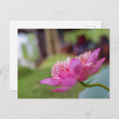 Carte Postale Fleur de lotus (Devant / Derrière)