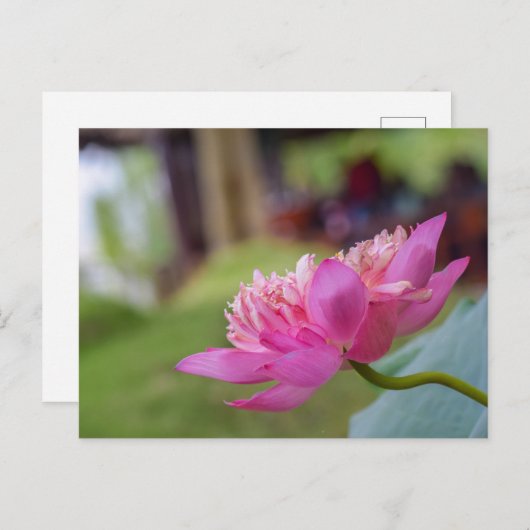 Carte Postale Fleur de lotus (Devant / Derrière)