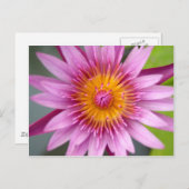 Carte Postale fleur de lotus (Devant / Derrière)