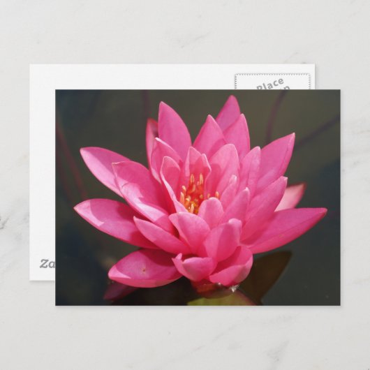 Carte Postale fleur de lotus (Devant / Derrière)